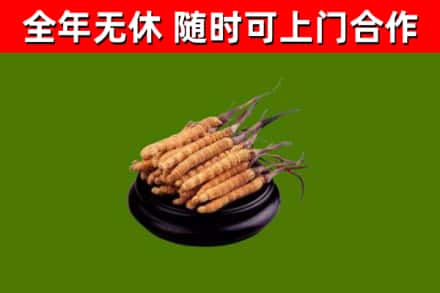 新疆烟酒回收冬虫夏草.jpg