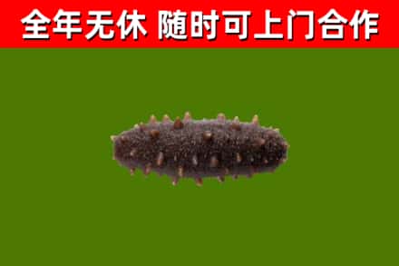 新疆烟酒回收干海参.jpg